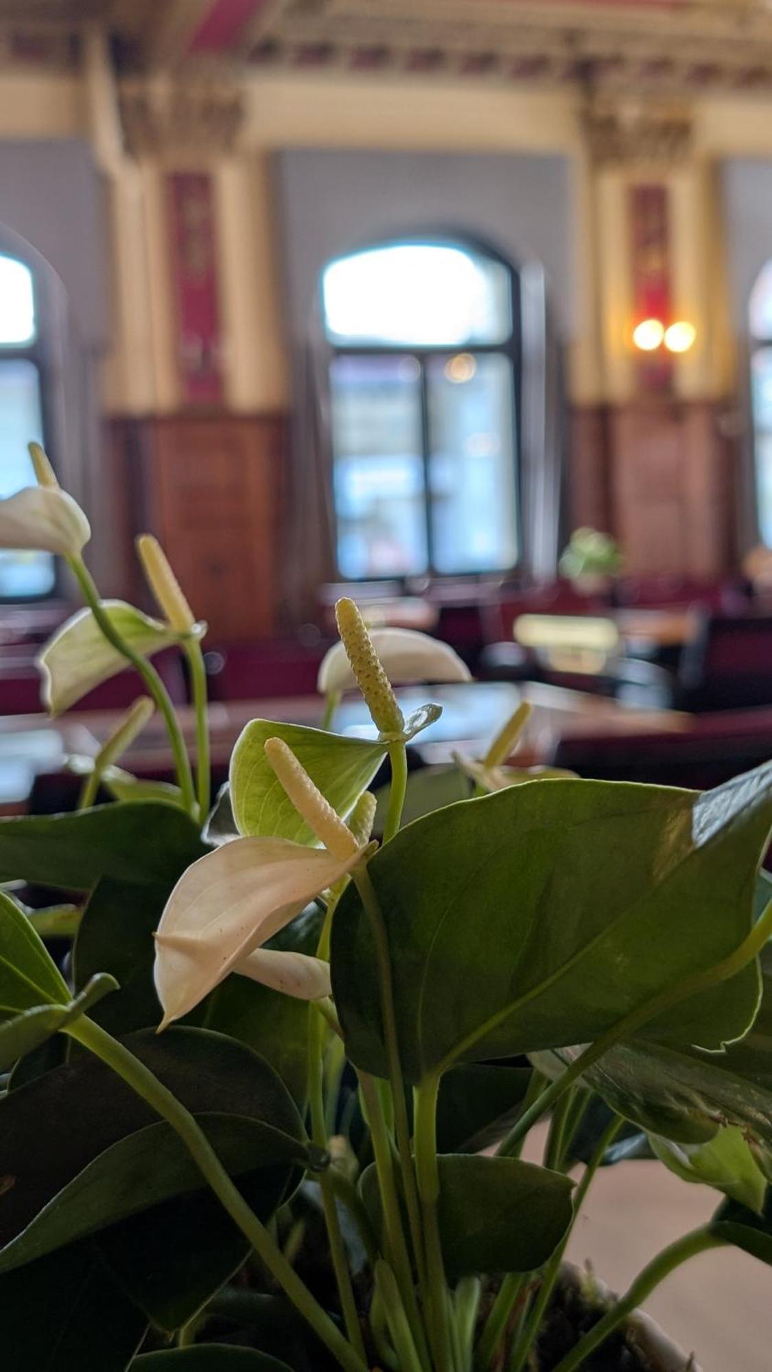 Hotel Harder Minerva Interlaken Eksteriør bilde